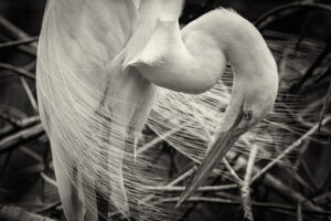 Sanibel-Great-Egret-5C7A0552-Toned Sanibel-Great-Egret-5C7A0552-Toned