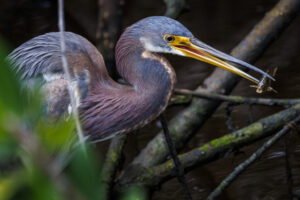 Sanibel-Tri-Colored-Heron-5C7A0933-Enhanced-NR-1 Sanibel-Tri-Colored-Heron-5C7A0933-Enhanced-NR-1
