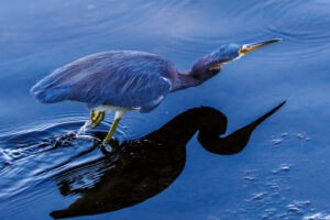 Sanibel-Tri-Colored-Heron_5C7A2797-Enhanced-NR-1 Sanibel-Tri-Colored-Heron_5C7A2797-Enhanced-NR-1