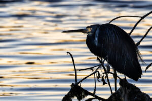 Sanibel-little-blue-5C7A4637-1 Sanibel-little-blue-5C7A4637-1