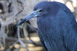 Sanibel-little-blue-5C7A4727-1 Sanibel-little-blue-5C7A4727-1