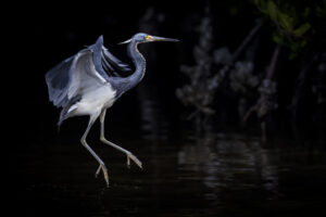 Sanibel_03052020__H9A0420-Color Sanibel_03052020__H9A0420-Color