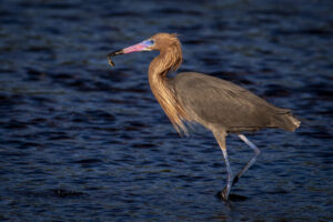 Sanibel_03072020__H9A3987-1 Sanibel_03072020__H9A3987-1