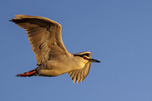 Sanibel_Black-Crowned-Night-Heron-S1A5625-Enhanced-NR-1 Sanibel_Black-Crowned-Night-Heron-S1A5625-Enhanced-NR-1