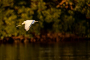 Sanibel_Egret-Maybe imm-little blue-S1A4943-1 Sanibel_Egret-Maybe imm-little blue-S1A4943-1
