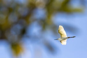 Sanibel_Great-White-Egret-S1A1677-1 Sanibel_Great-White-Egret-S1A1677-1