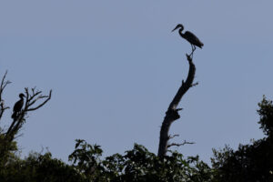 Sanibel_Heron-Brian_S1A3243-1 Sanibel_Heron-Brian_S1A3243-1