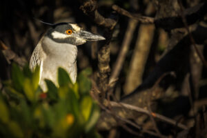 Sanibel_Night_Heron_Brian_S1A2768-1 Sanibel_Night_Heron_Brian_S1A2768-1