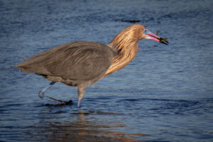 Sanibel_Rd_Egrt-03072020__H9A3743-1 Sanibel_Rd_Egrt-03072020__H9A3743-1