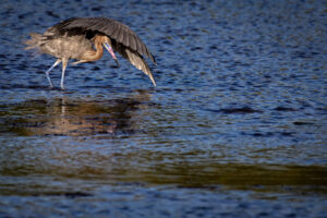 Sanibel_Red_Egrt-03072020__H9A4006-1 Sanibel_Red_Egrt-03072020__H9A4006-1