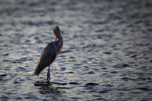 Sanibel_Reddish-Egret-03042020__H9A9412-1 Sanibel_Reddish-Egret-03042020__H9A9412-1