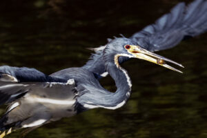 Sanibel_Tri-Colored-Crop-S1A0881-1 Sanibel_Tri-Colored-Crop-S1A0881-1