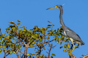 Sanibel_Tri-Colored-S1A1293-1 Sanibel_Tri-Colored-S1A1293-1