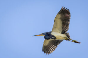 Sanibel_Tri-Colored_S1A0972-1 Sanibel_Tri-Colored_S1A0972-1
