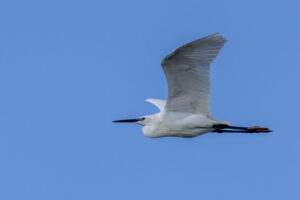 Spain_Egret-M2A2618-1 Spain_Egret-M2A2618-1