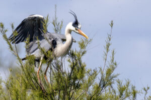 Spain_Grey-Heron-M2A8246-1 Spain_Grey-Heron-M2A8246-1