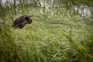 Spain_Purple-Heron-M2A5185-1 Spain_Purple-Heron-M2A5185-1