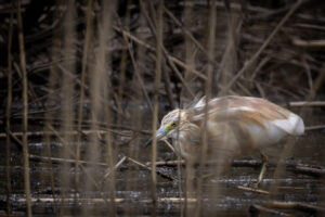 Spain_Squacco-Heron-M2A5391-1 Spain_Squacco-Heron-M2A5391-1