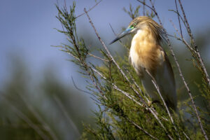 Spain_Squacco-Heron-M2A8495-full-size Spain_Squacco-Heron-M2A8495-full-size
