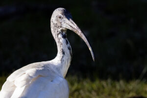 Australia_Aus-Ibis-M2A1328-1 Australia_Aus-Ibis-M2A1328-1