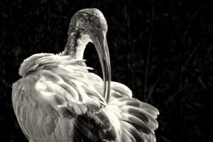 Australia_Aus-Ibis-M2A4614-Toned Australia_Aus-Ibis-M2A4614-Toned