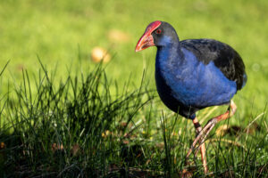 Australia_Australasian-Swamphen-M2A8671-1 Australia_Australasian-Swamphen-M2A8671-1