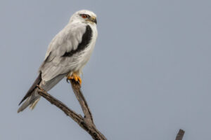 Australia_Black-Shouldered-Kite-M2A5094-1 Australia_Black-Shouldered-Kite-M2A5094-1