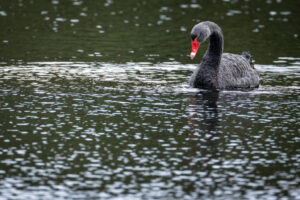 Australia_Black-Swan-M2A1202-1 Australia_Black-Swan-M2A1202-1