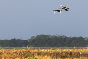 Australia_Black-Swans-M2A5244-1 Australia_Black-Swans-M2A5244-1