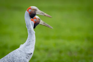Australia_Brolga-M2A4549-1 Australia_Brolga-M2A4549-1