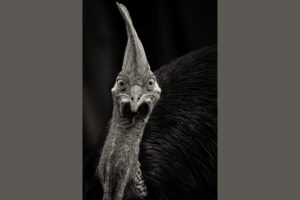 Australia_Cassowary-M2A2426-Toned-For-web