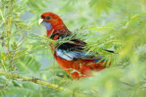 Australia_Crimson-Rosella-M2A0471-1 Australia_Crimson-Rosella-M2A0471-1