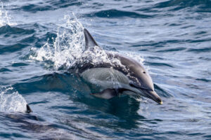Australia_Dolphin-M2A2957-1 Australia_Dolphin-M2A2957-1