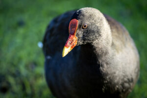 Australia_Dusky-Moorhen-M2A8547-1 Australia_Dusky-Moorhen-M2A8547-1