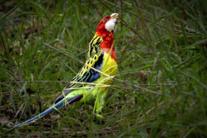Australia_Eastern-Rosella-M2A7995-1 Australia_Eastern-Rosella-M2A7995-1