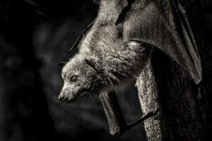 Australia_Flying-Fox-M2A3791-Toned Australia_Flying-Fox-M2A3791-Toned