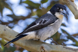 Australia_Gray-Butcherbird-M2A1077-1 Australia_Gray-Butcherbird-M2A1077-1