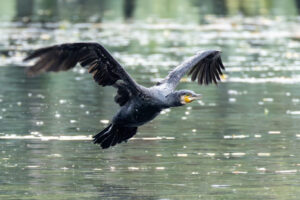 Australia_Great-Cormorant-M2A1234-1 Australia_Great-Cormorant-M2A1234-1