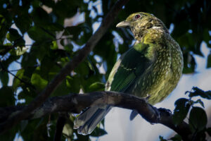 Australia_Green-Catbird-M2A0607-1 Australia_Green-Catbird-M2A0607-1