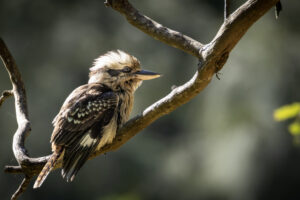 Australia_Laughing-Kookaburra-M2A0767-1 Australia_Laughing-Kookaburra-M2A0767-1
