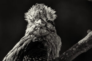 Australia_Laughing-Kookaburra-M2A0784-Toned Australia_Laughing-Kookaburra-M2A0784-Toned