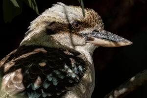 Australia_Laughing-Kookaburra-M2A9791-1 Australia_Laughing-Kookaburra-M2A9791-1