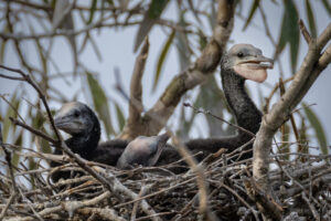 Australia_Little-Black-Cormorant-M2A3575-1 Australia_Little-Black-Cormorant-M2A3575-1