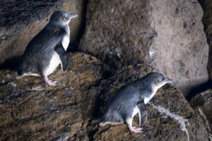 Australia_Little-Penguin-M2A7446-1 Australia_Little-Penguin-M2A7446-1