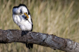 Australia_Little-Pied-Cormorant-M2A1741-1 Australia_Little-Pied-Cormorant-M2A1741-1