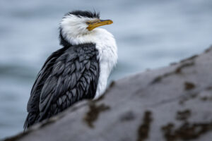 Australia_Little-Pied-Cormorant-M2A6589-1 Australia_Little-Pied-Cormorant-M2A6589-1