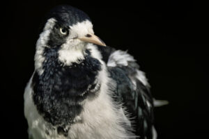 Australia_Magpie-Lark-M2A8203-1 Australia_Magpie-Lark-M2A8203-1