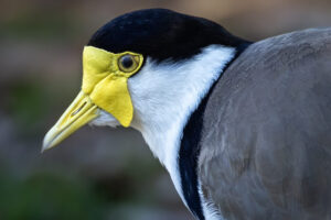 Australia_Masked-Lapwing-M2A1164-1 Australia_Masked-Lapwing-M2A1164-1