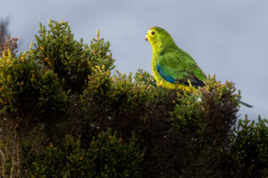 Australia_Orange-Bellied-Parrot-M2A5428-1 Australia_Orange-Bellied-Parrot-M2A5428-1