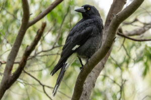 Australia_Pied-Currawong-M2A7834-1 Australia_Pied-Currawong-M2A7834-1